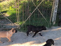 cucciolo cane corso nero